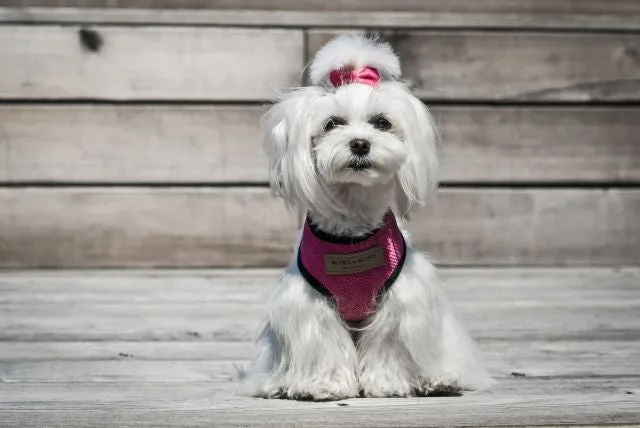 Bowl and Bone Candy Pink Dog Harness