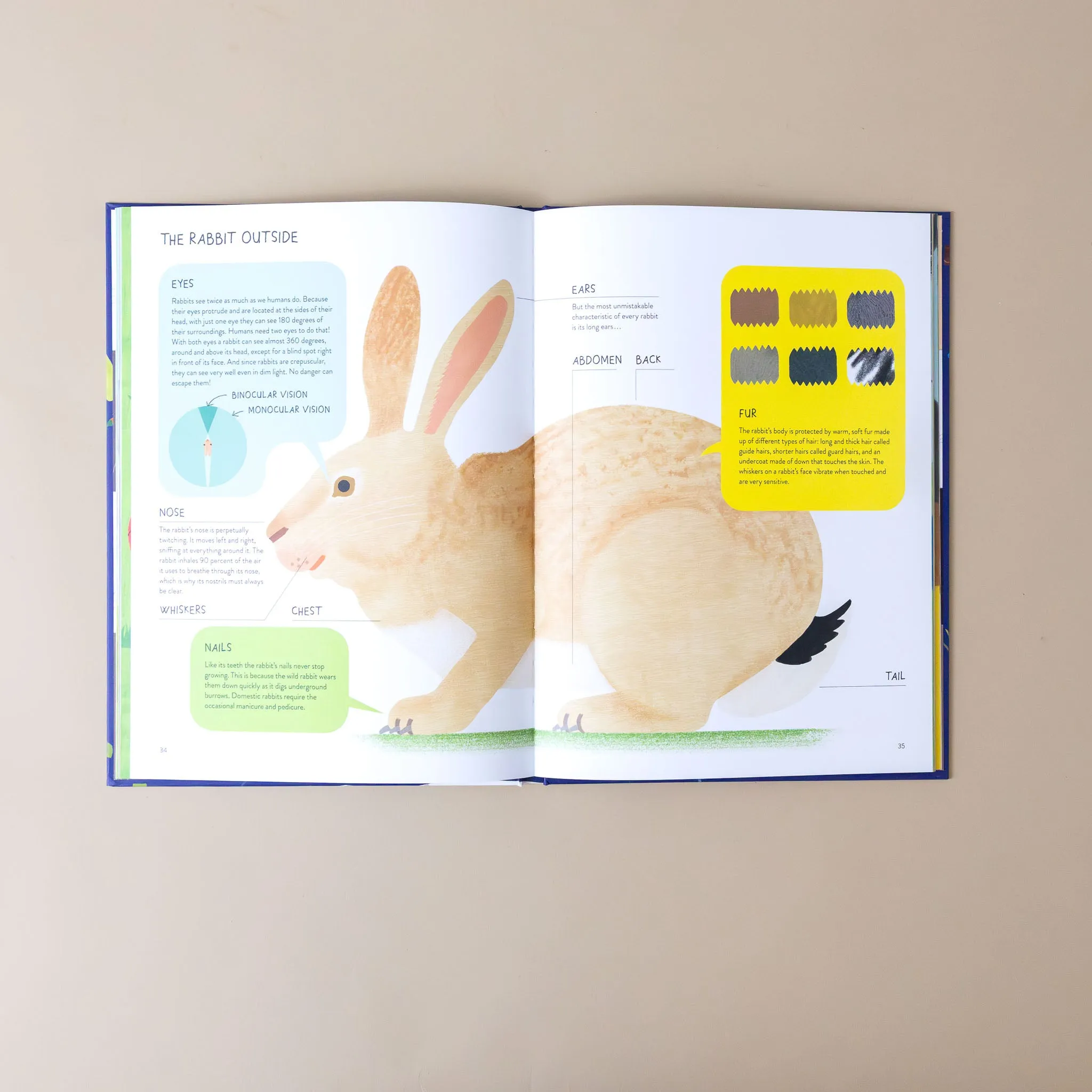 Rabbitology | The Ultimate Encyclopedia
