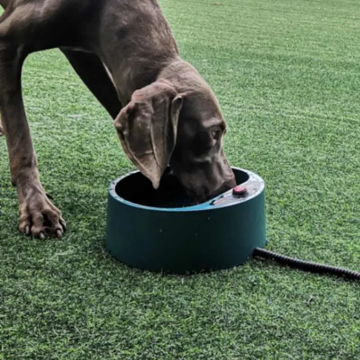 Warm & Hydrated: 2.2L Heated Outdoor Dog Thermal-Bowl!